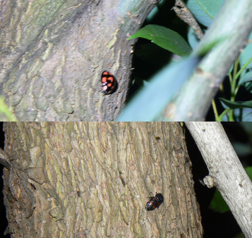 中州のヤナギ 真ん中のヤナギ_カメノコテントウとヨツボシの甲虫_2021年6月10日 19時30分頃 気温25度